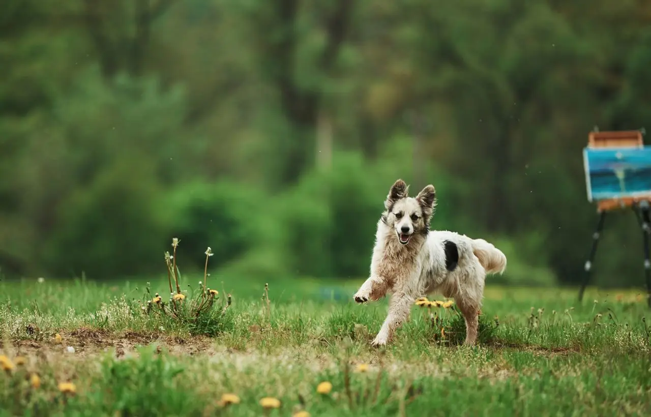 Dove trovare B&B economici che accettano animali: ecco cosa devi sapere prima di prenotare Dove trovare B&B economici che accettano animali: ecco cosa devi sapere prima di prenotare
