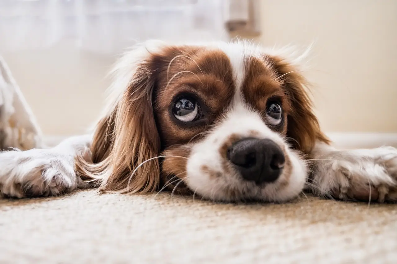 Consigli pratici per viaggiare in Italia con il tuo cane nel 2025 Consigli pratici per viaggiare in Italia con il tuo cane nel 2025