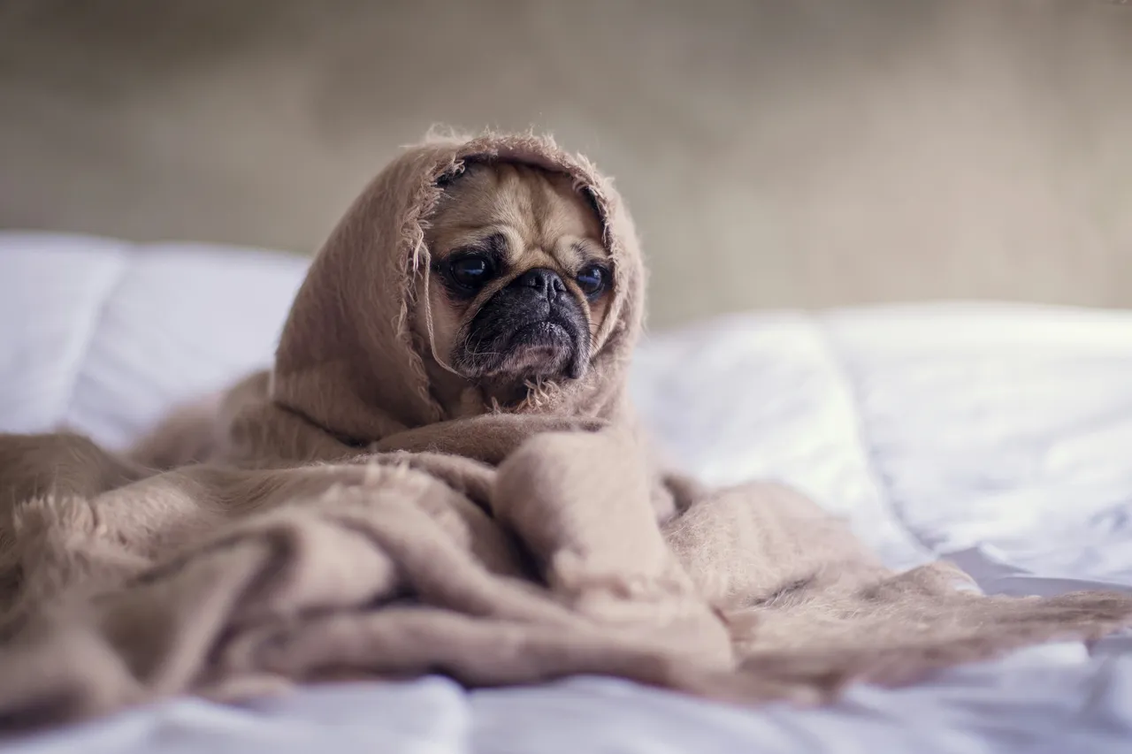Cosa valutare prima di prenotare una casa vacanze con animali al seguito Cosa valutare prima di prenotare una casa vacanze con animali al seguito