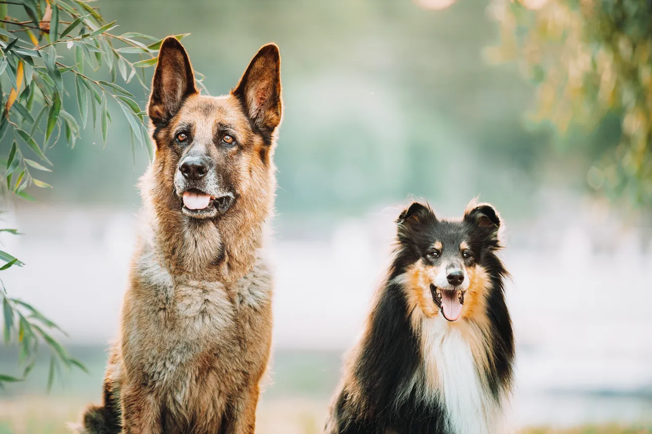 Vacanze al mare con il proprio animale: le migliori spiagge accessibili SC - Spiaggia con cane che gioca