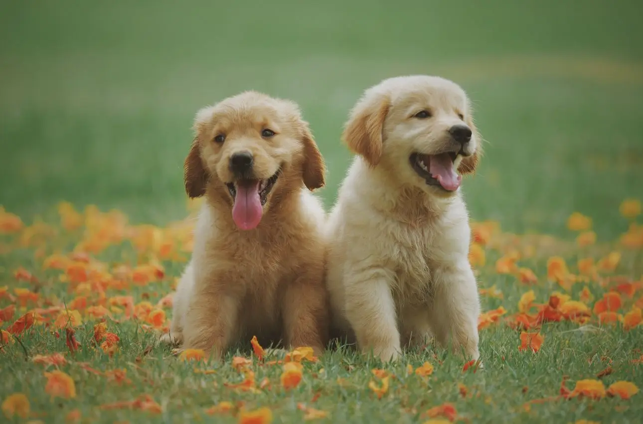 Esperienza di un veterinario: come preparare il tuo animale domestico per un viaggio senza stress Esperienza di un veterinario: come preparare il tuo animale domestico per un viaggio senza stress