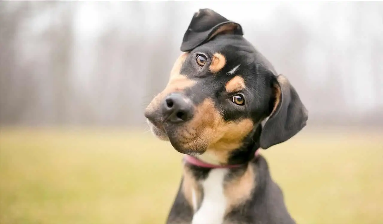 Esperienza di un veterinario: come preparare il tuo animale domestico per un viaggio senza stress SC - Veterinario che visita animale con valigia
