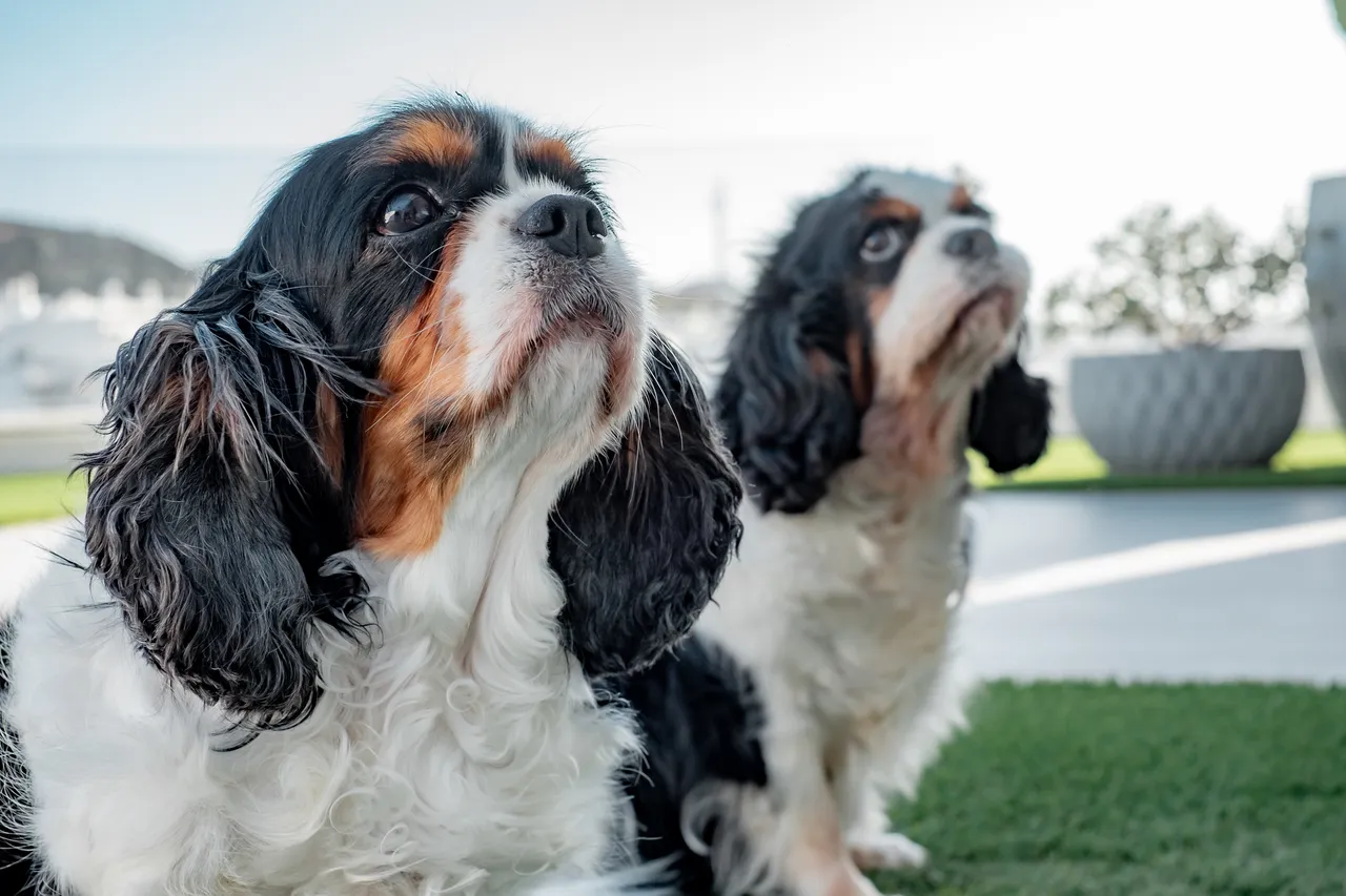 Esperienza di un veterinario: come preparare il tuo animale domestico per un viaggio senza stress SC - Veterinario che visita animale con valigia