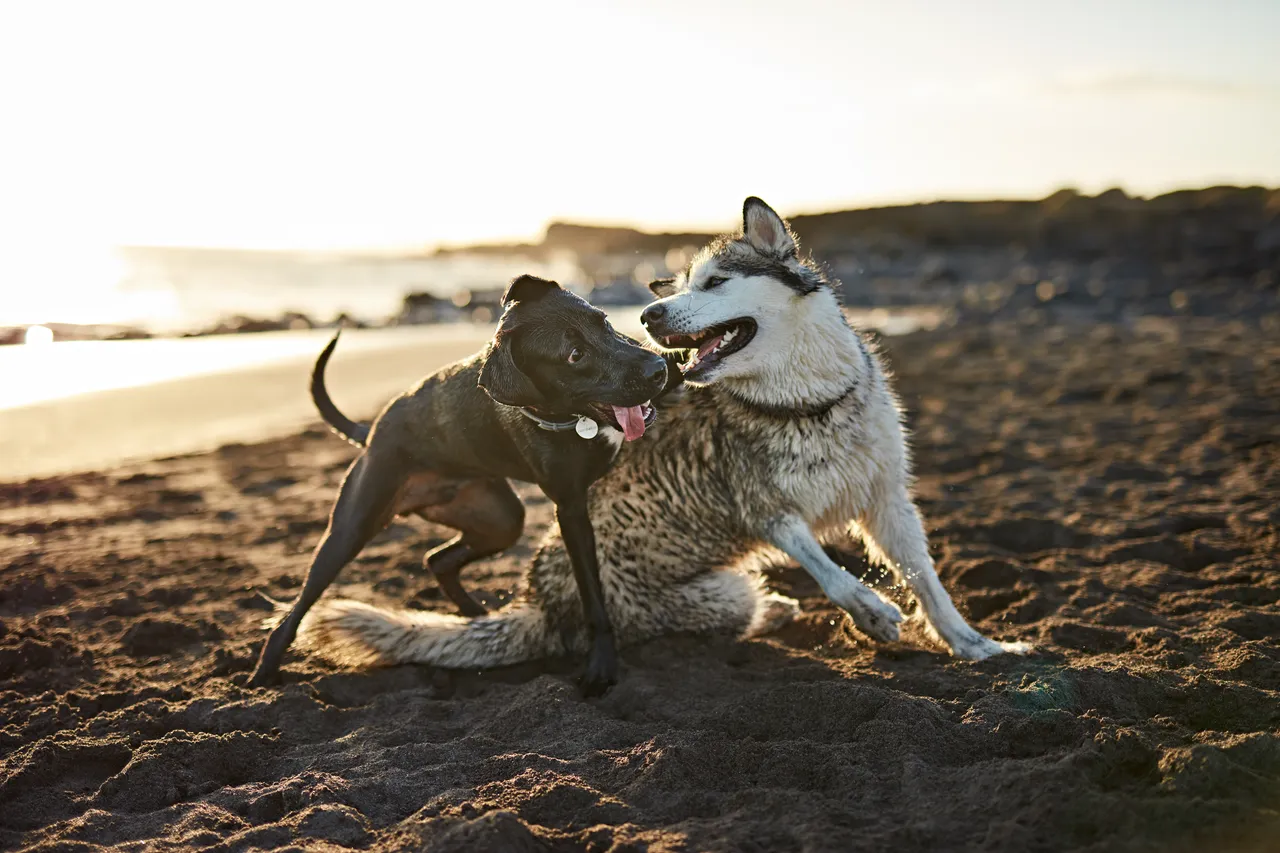 Esperienza di un veterinario: come preparare il tuo animale domestico per un viaggio senza stress SC - Veterinario che visita animale con valigia