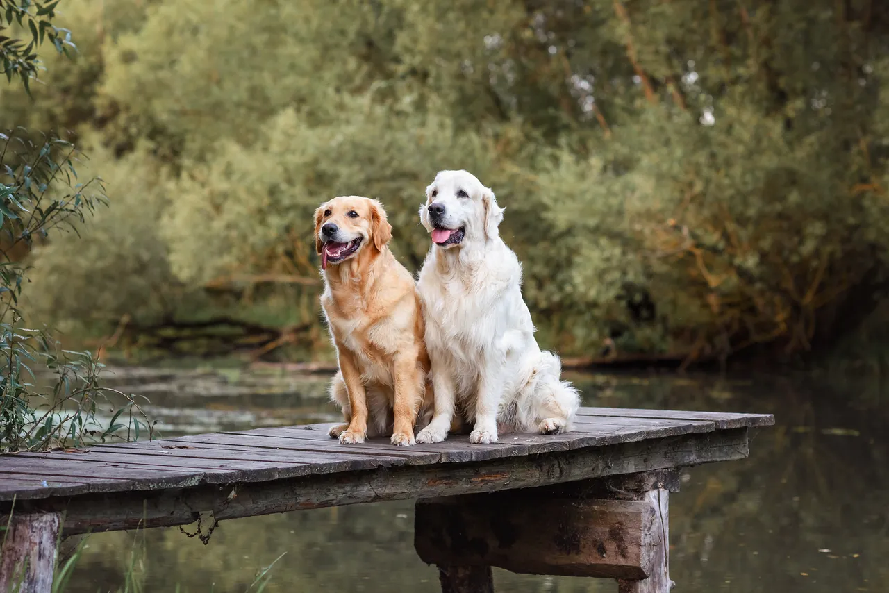 Weekend pet-friendly 2025: idee originali per famiglie e amici a 4 zampe Weekend pet-friendly 2025: idee originali per famiglie e amici a 4 zampe