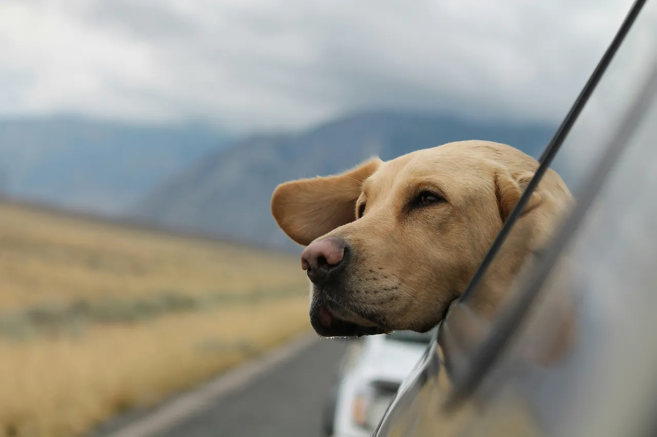 Viaggiare in treno con animali: novità e consigli pratici Viaggiare in treno con animali: novità e consigli pratici