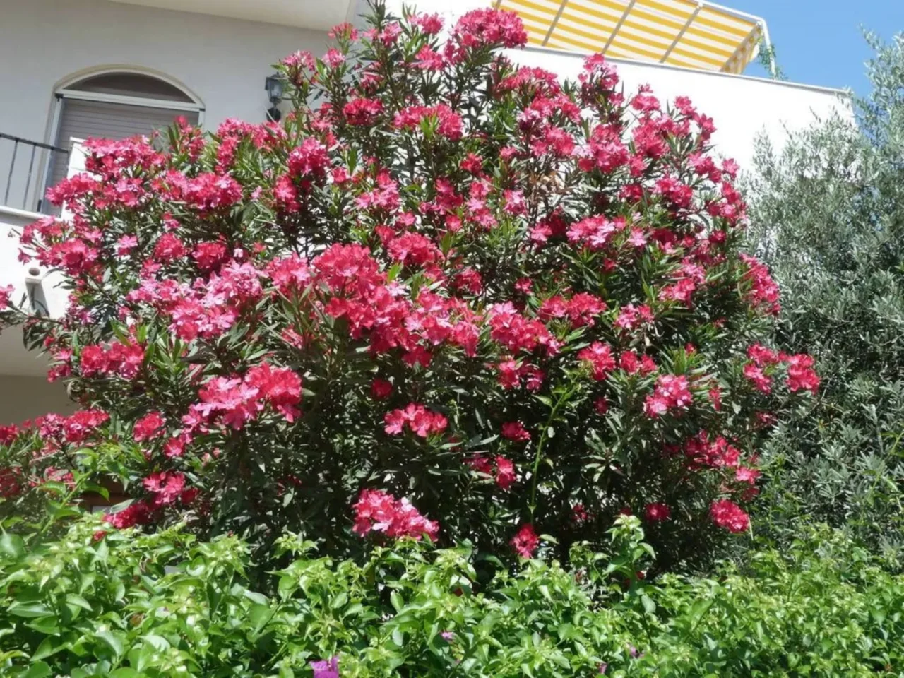 Il metodo giapponese per avere piante sempre in fiore Il metodo giapponese per avere piante sempre in fiore