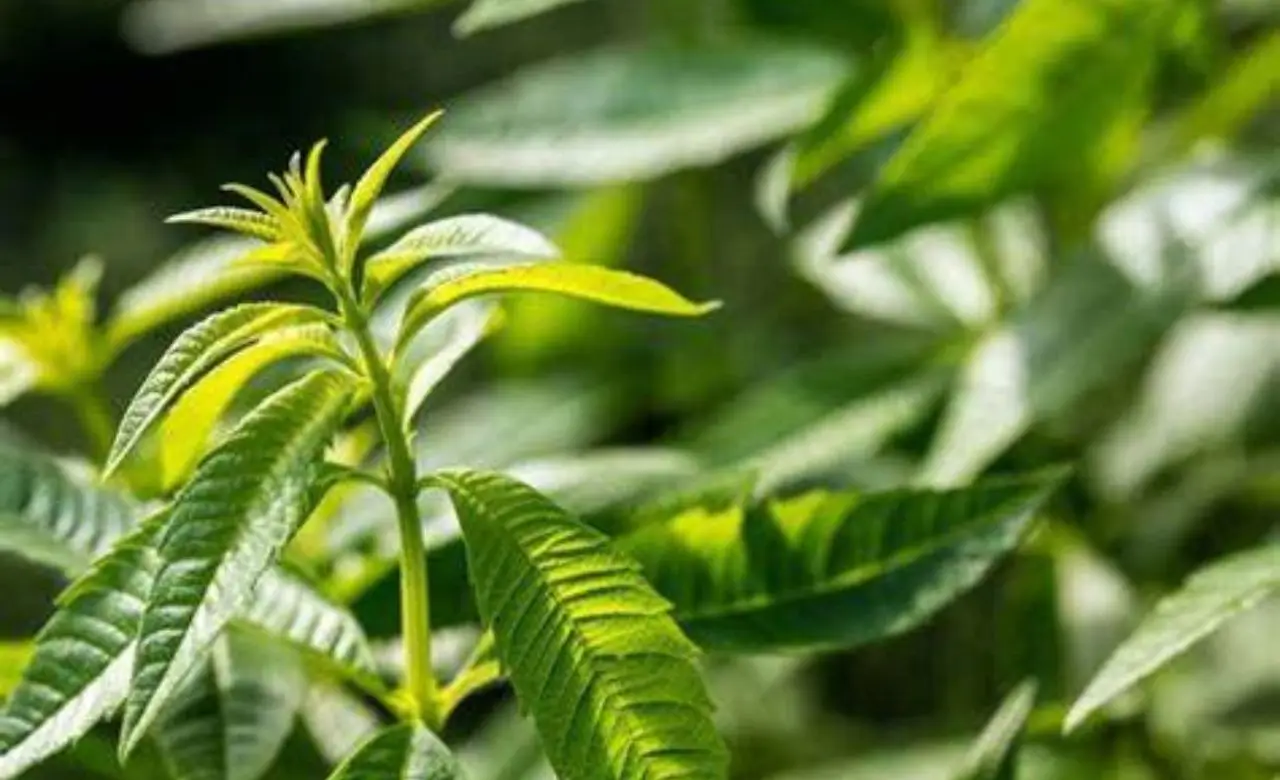 La pianta che tiene lontane le zanzare e profuma tutto il giardino: ecco qual è La pianta che tiene lontane le zanzare e profuma tutto il giardino: ecco qual è