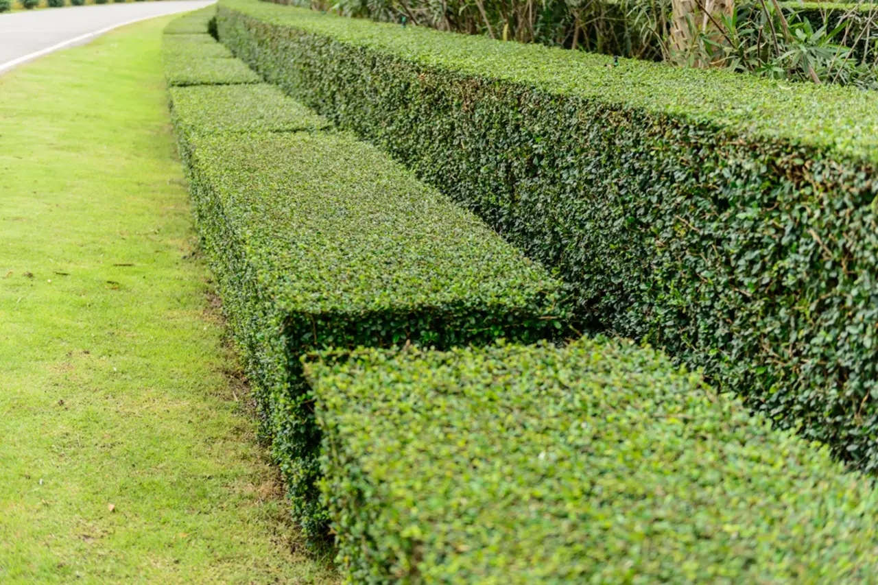 Scopri le 7 siepi sempreverdi migliori per garantire privacy in giardino tutto l’anno Scopri le 7 siepi sempreverdi migliori per garantire privacy in giardino tutto l’anno