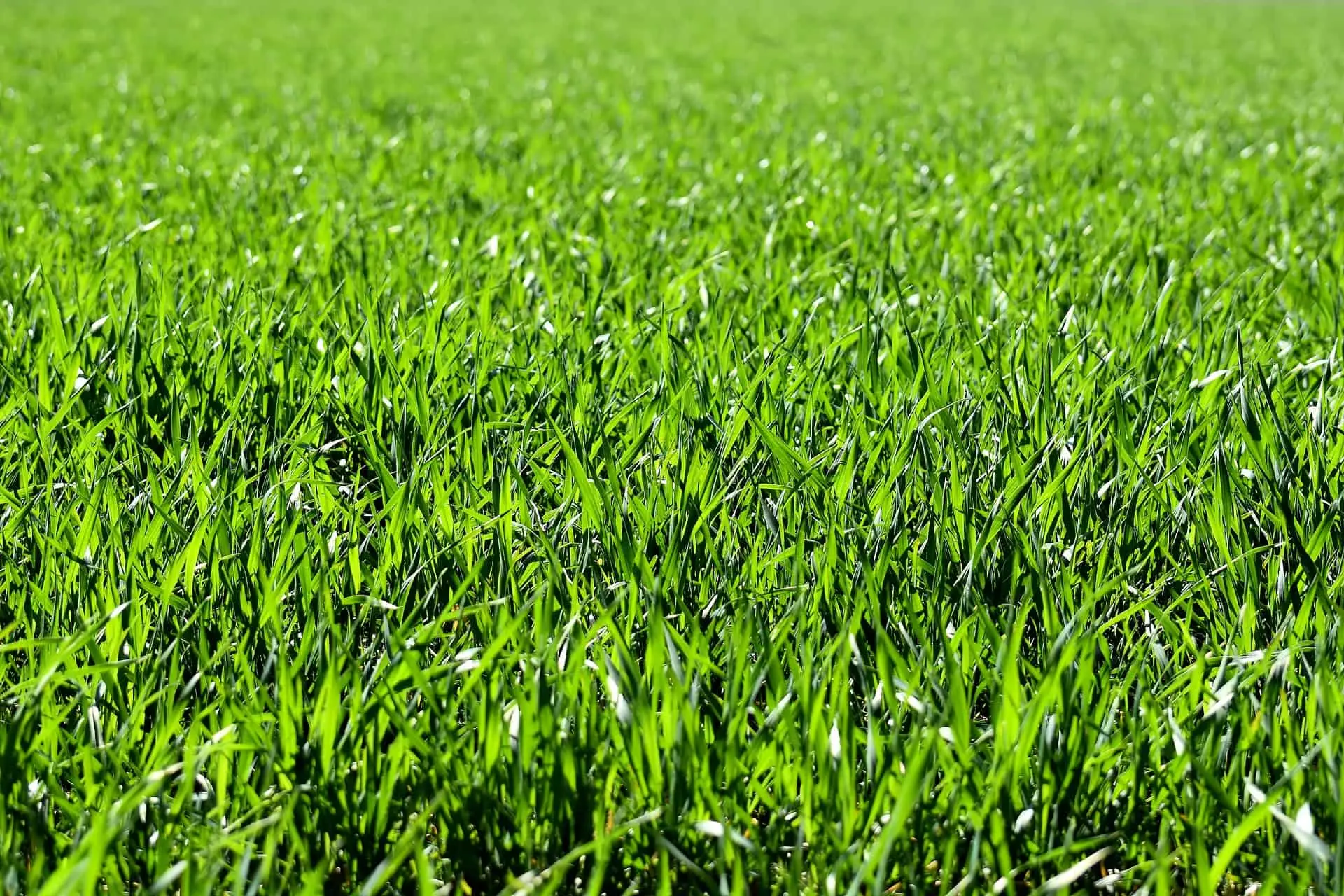 Vuoi un prato verde anche con poca acqua? Prova la pacciamatura consigliata dagli esperti Vuoi un prato verde anche con poca acqua? Prova la pacciamatura consigliata dagli esperti