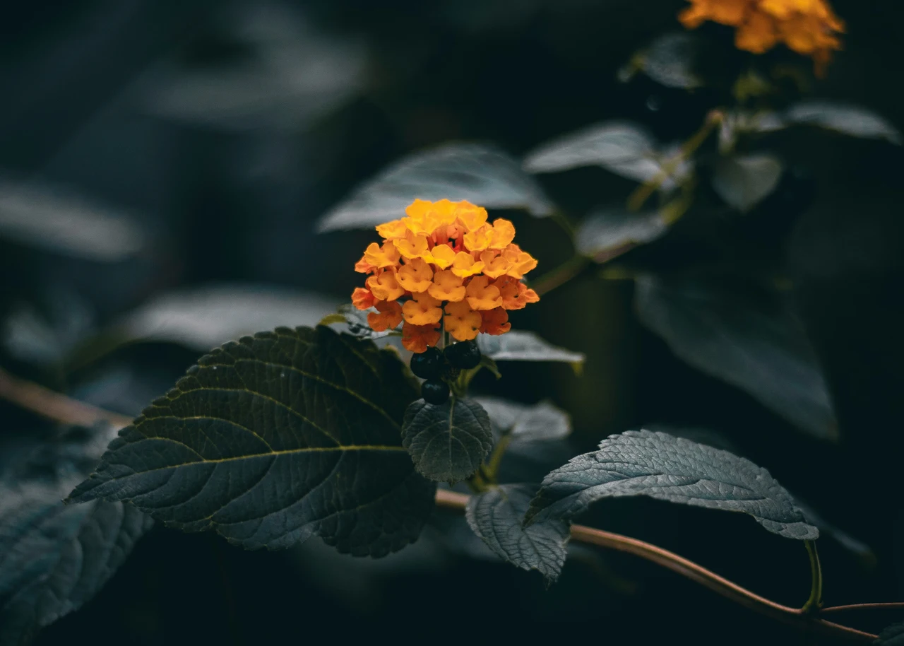 Il fiore notturno che trasforma le serate estive sul balcone: ecco quale scegliere Il fiore notturno che trasforma le serate estive sul balcone: ecco quale scegliere