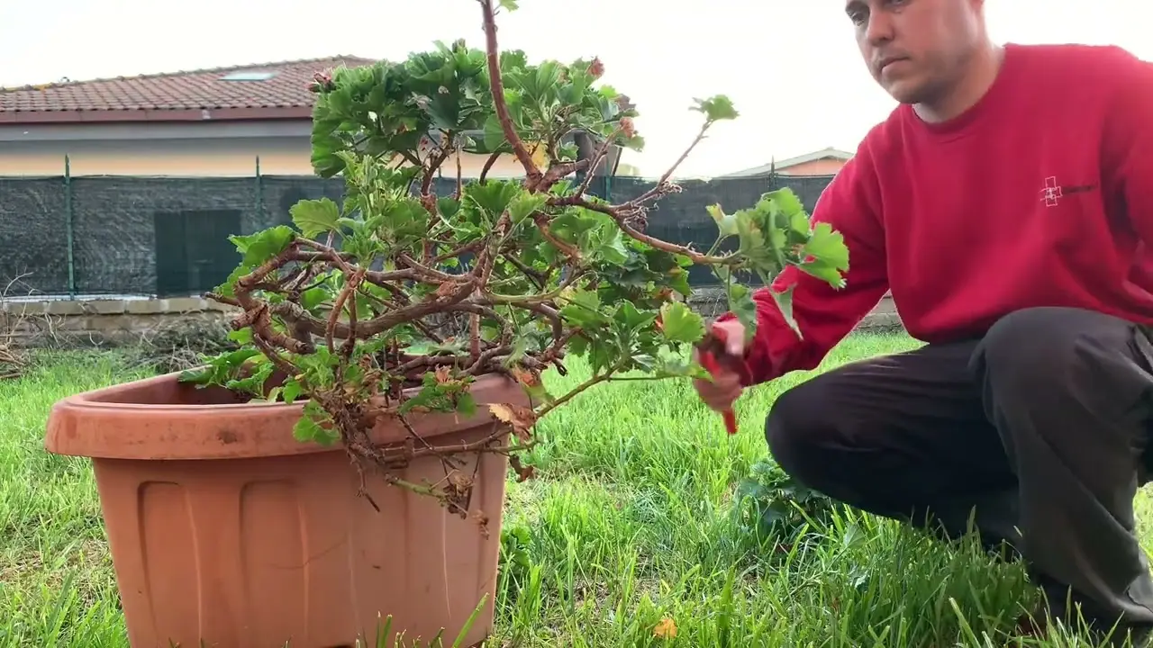 Come proteggere le radici delle piante dal caldo a giugno: la strategia efficace dell’agronomo Come proteggere le radici delle piante dal caldo a giugno: la strategia efficace dell’agronomo