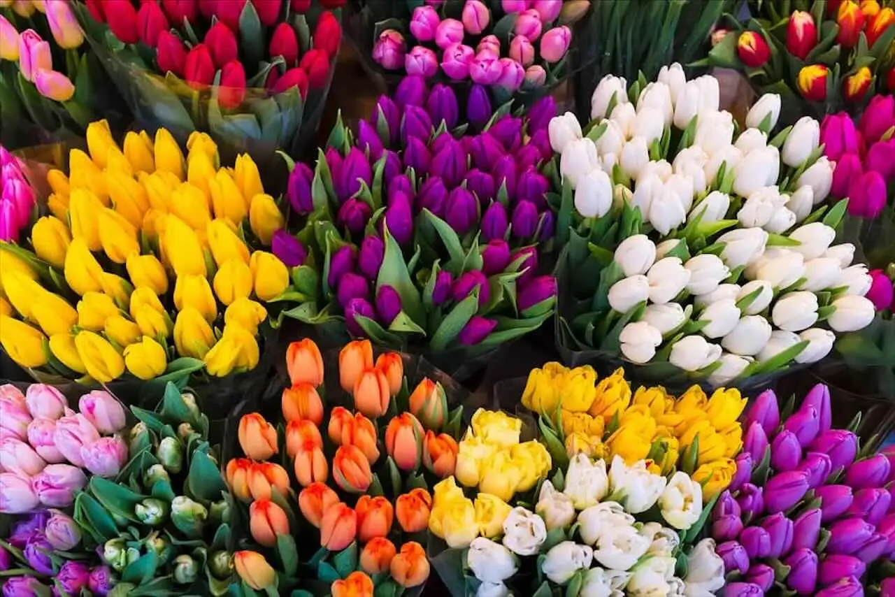 Fiori perenni che resistono al vento: la selezione dei vivaisti per aiuole spettacolari anche a giugno Fiori perenni che resistono al vento: la selezione dei vivaisti per aiuole spettacolari anche a giugno