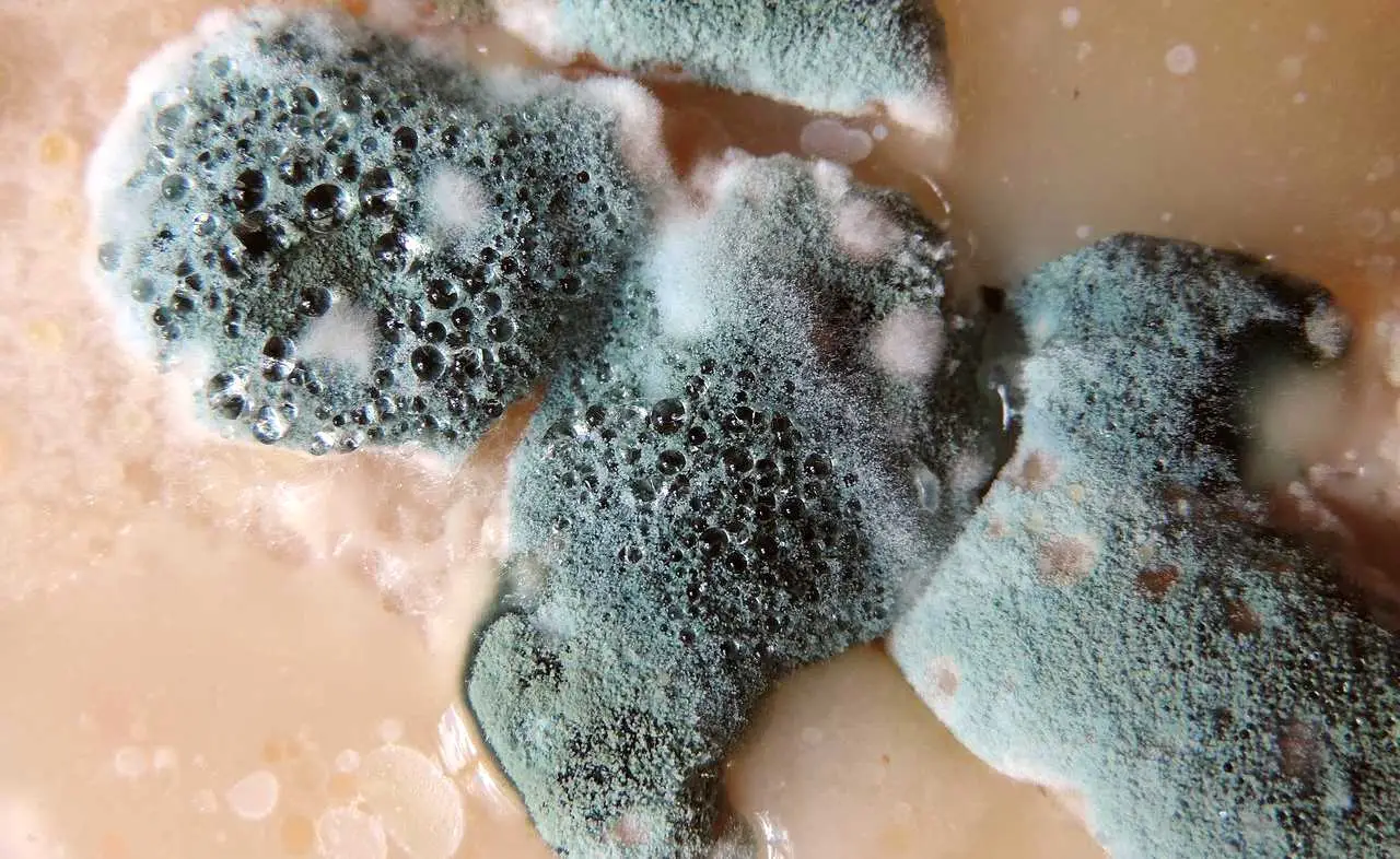 Come prevenire la muffa nei vasi sul balcone: il trucco naturale per piante sane in estate Come prevenire la muffa nei vasi sul balcone: il trucco naturale per piante sane in estate