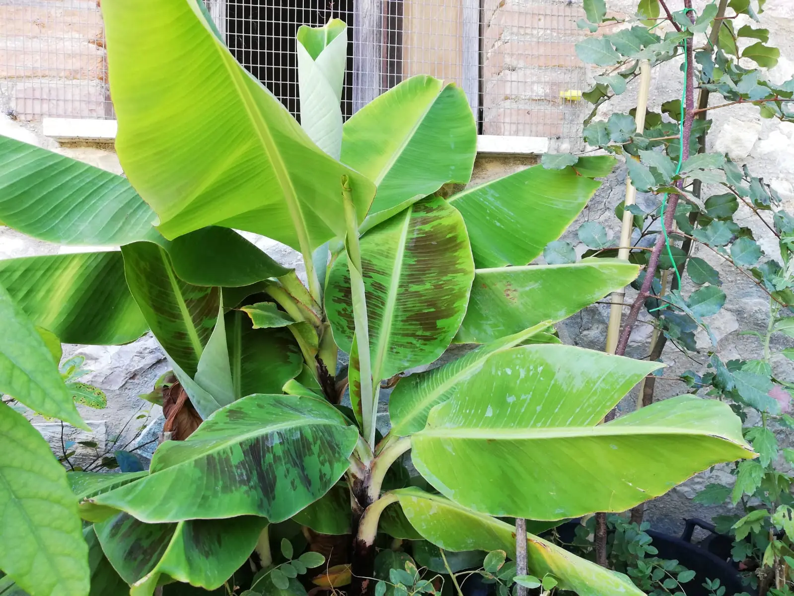 Come rafforzare la resistenza delle piante al caldo: il metodo naturale raccomandato dagli agronomi Come rafforzare la resistenza delle piante al caldo: il metodo naturale raccomandato dagli agronomi