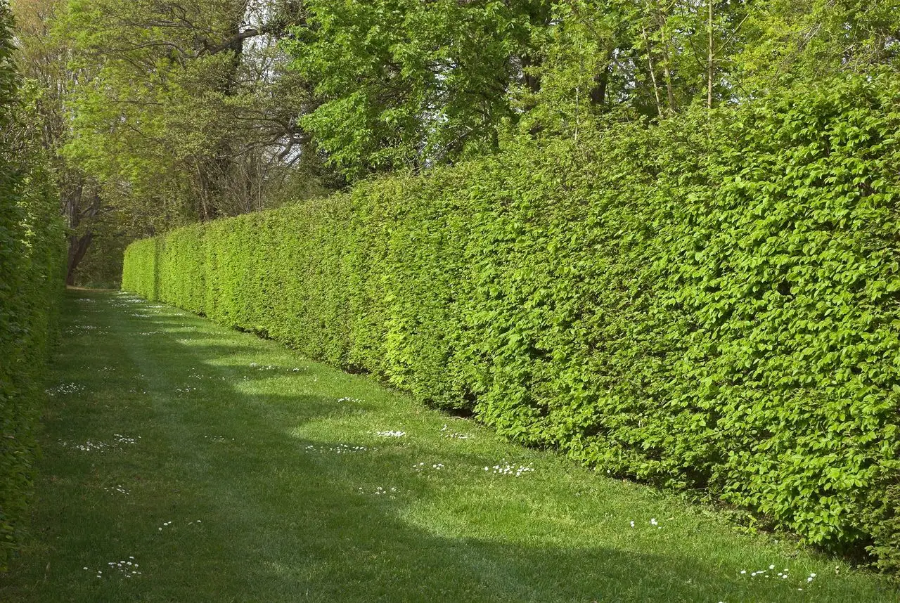 Crea una barriera verde contro il vento: le varietà di arbusti selezionate dai vivaisti per giardini esposti Crea una barriera verde contro il vento: le varietà di arbusti selezionate dai vivaisti per giardini esposti