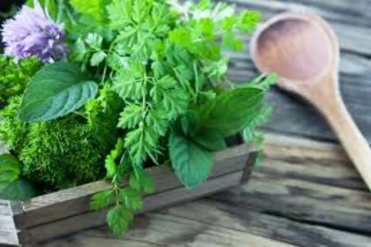 Le 5 piante aromatiche ideali da coltivare in cucina secondo l’agronomo per profumi freschi tutto l’anno Le 5 piante aromatiche ideali da coltivare in cucina secondo l’agronomo per profumi freschi tutto l’anno