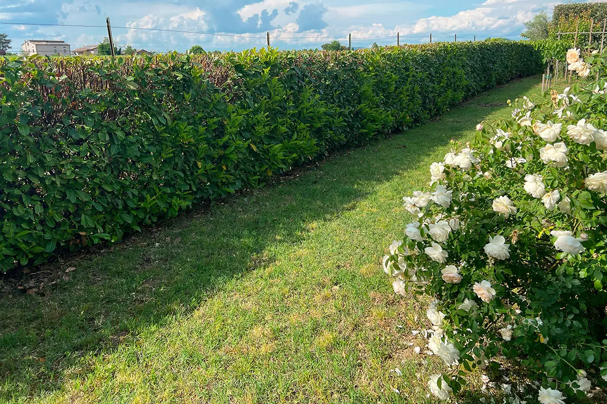 Scopri il nuovo trend delle siepi fiorite per garantire privacy e biodiversità in giardino tutto l’anno Scopri il nuovo trend delle siepi fiorite per garantire privacy e biodiversità in giardino tutto l’anno