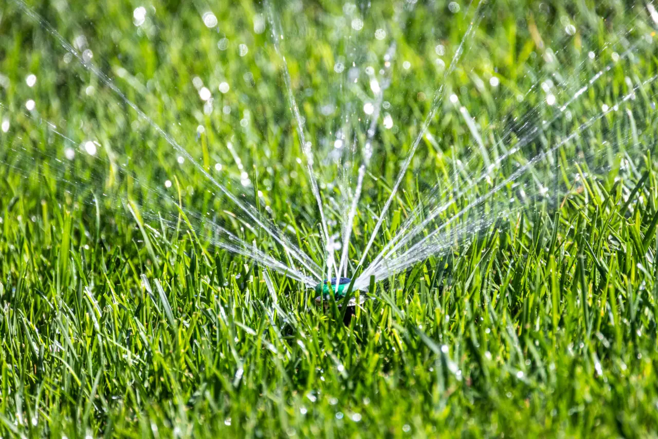 Come mantenere il prato verde durante le ondate di caldo: il trucco della pacciamatura estiva Come mantenere il prato verde durante le ondate di caldo: il trucco della pacciamatura estiva