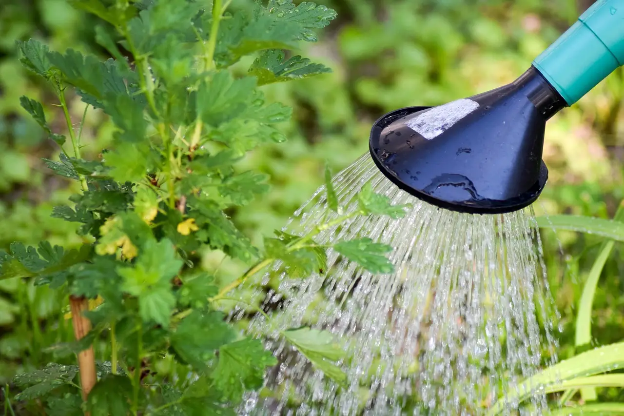 Come mantenere il prato verde durante le ondate di caldo: il trucco della pacciamatura estiva Come mantenere il prato verde durante le ondate di caldo: il trucco della pacciamatura estiva