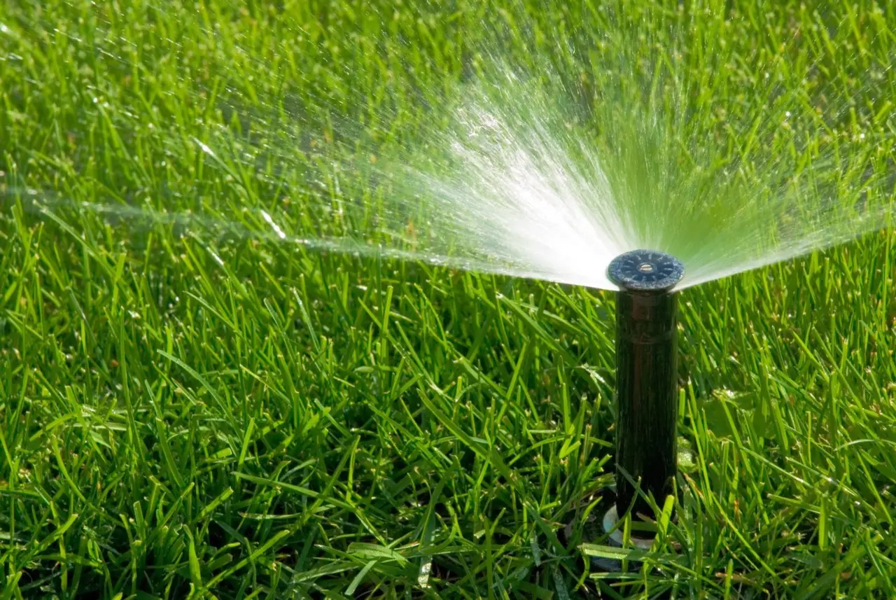 Come mantenere il prato verde durante le ondate di caldo: il trucco della pacciamatura estiva Come mantenere il prato verde durante le ondate di caldo: il trucco della pacciamatura estiva