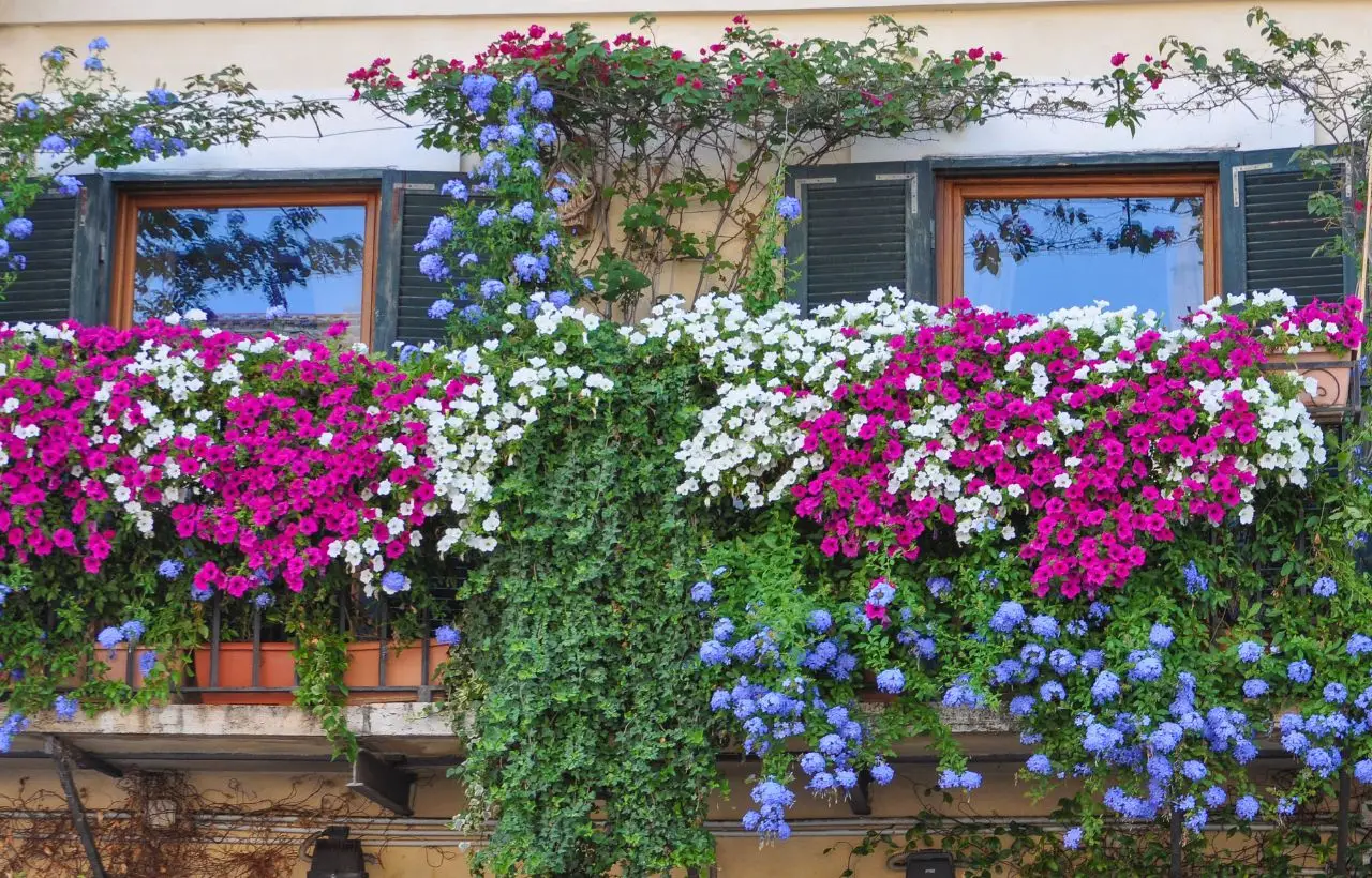 5 idee per trasformare il balcone in un’oasi d’ombra usando piante rampicanti 5 idee per trasformare il balcone in un’oasi d’ombra usando piante rampicanti