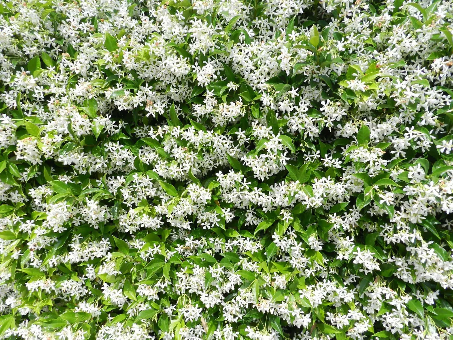 5 idee per trasformare il balcone in un’oasi d’ombra usando piante rampicanti 5 idee per trasformare il balcone in un’oasi d’ombra usando piante rampicanti