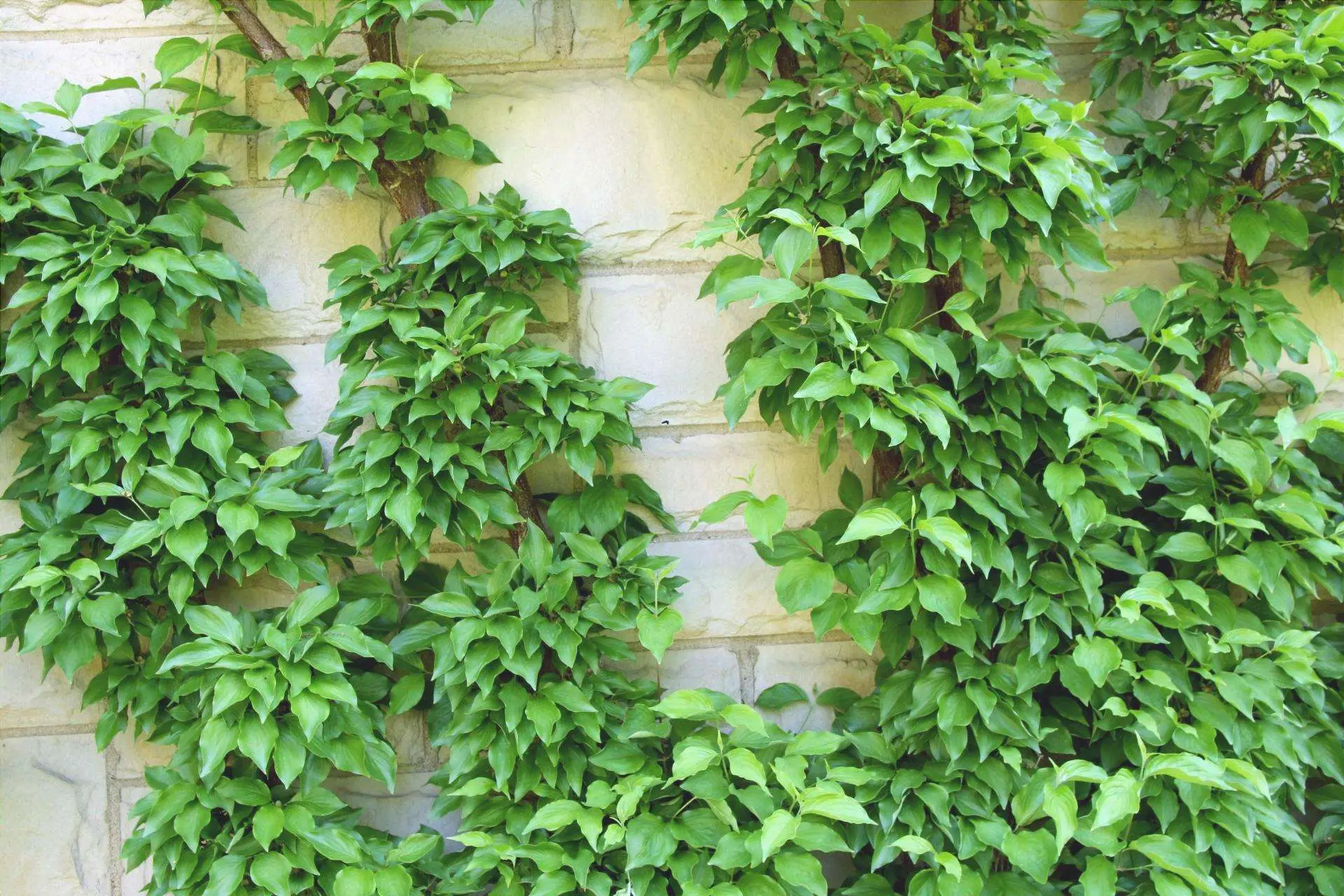 5 idee per trasformare il balcone in un’oasi d’ombra usando piante rampicanti 5 idee per trasformare il balcone in un’oasi d’ombra usando piante rampicanti