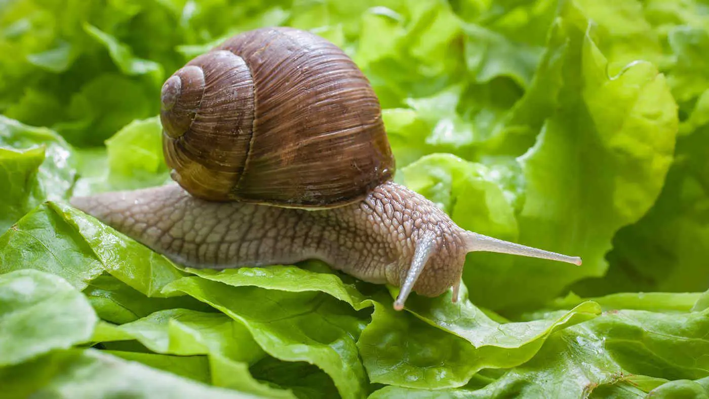 Come proteggere l’orto dalle lumache senza veleni: il metodo naturale raccomandato dagli agronomi Come proteggere l’orto dalle lumache senza veleni: il metodo naturale raccomandato dagli agronomi