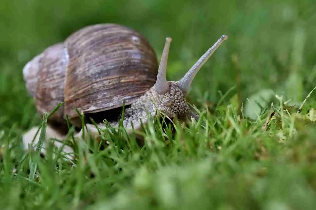 Come proteggere l’orto dalle lumache senza veleni: il metodo naturale raccomandato dagli agronomi Come proteggere l’orto dalle lumache senza veleni: il metodo naturale raccomandato dagli agronomi