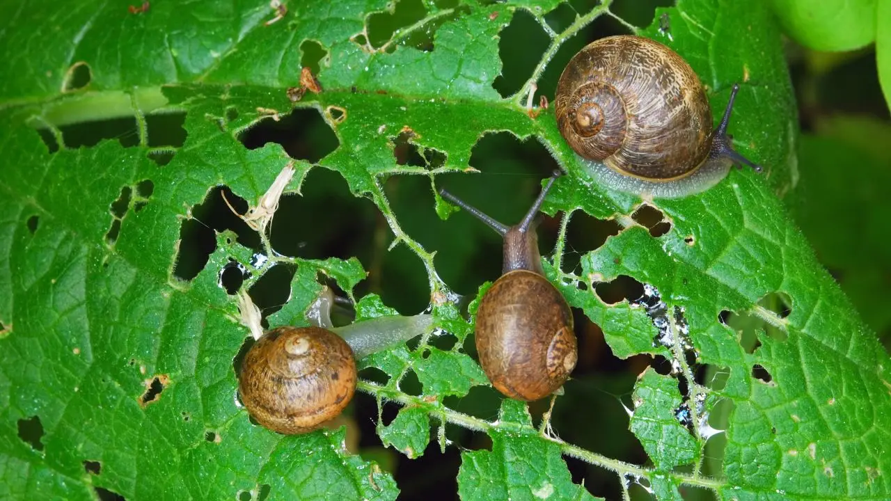 Come proteggere l’orto dalle lumache senza veleni: il metodo naturale raccomandato dagli agronomi Come proteggere l’orto dalle lumache senza veleni: il metodo naturale raccomandato dagli agronomi