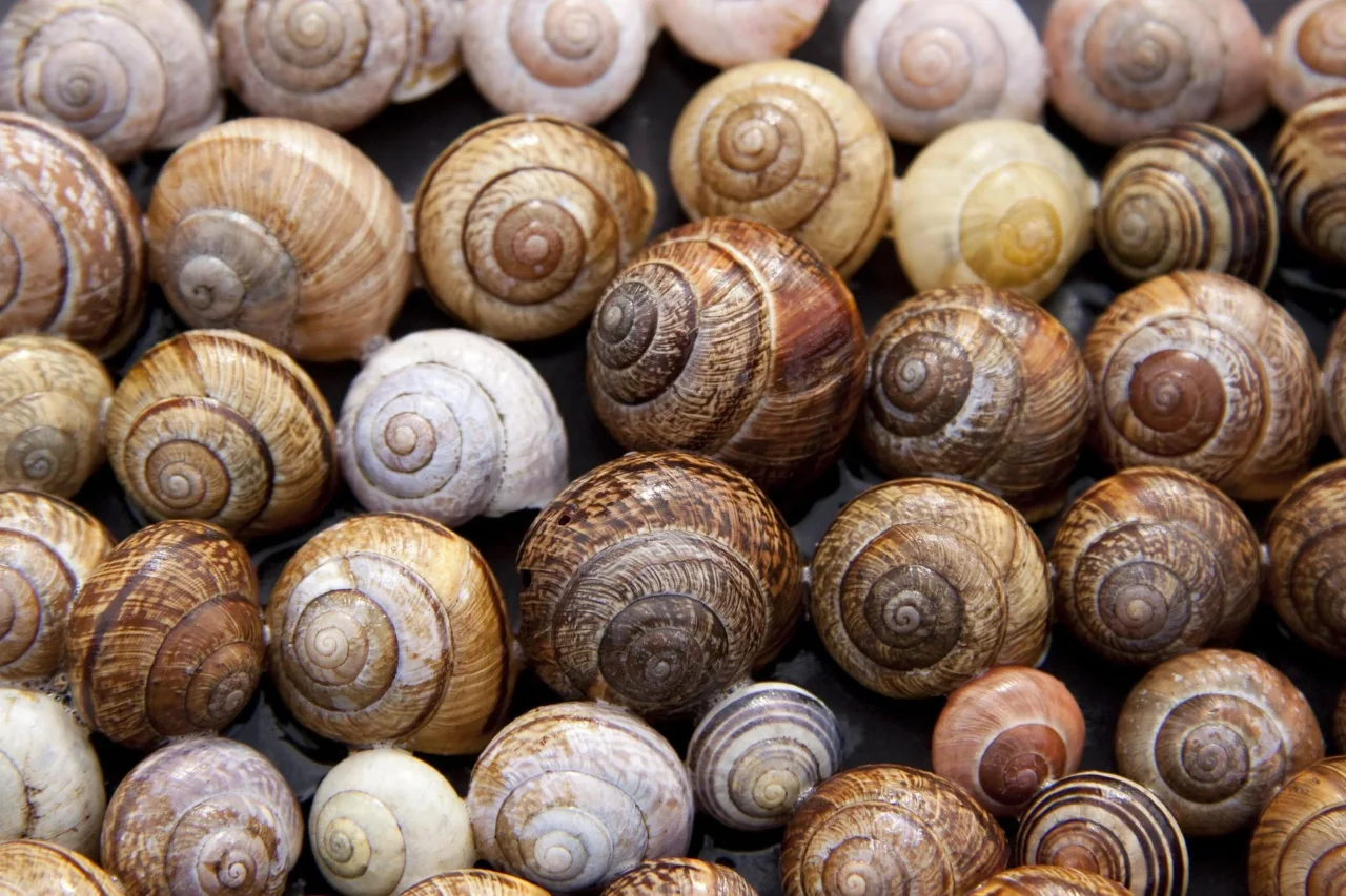 Come proteggere l’orto dalle lumache senza veleni: il metodo naturale raccomandato dagli agronomi Come proteggere l’orto dalle lumache senza veleni: il metodo naturale raccomandato dagli agronomi
