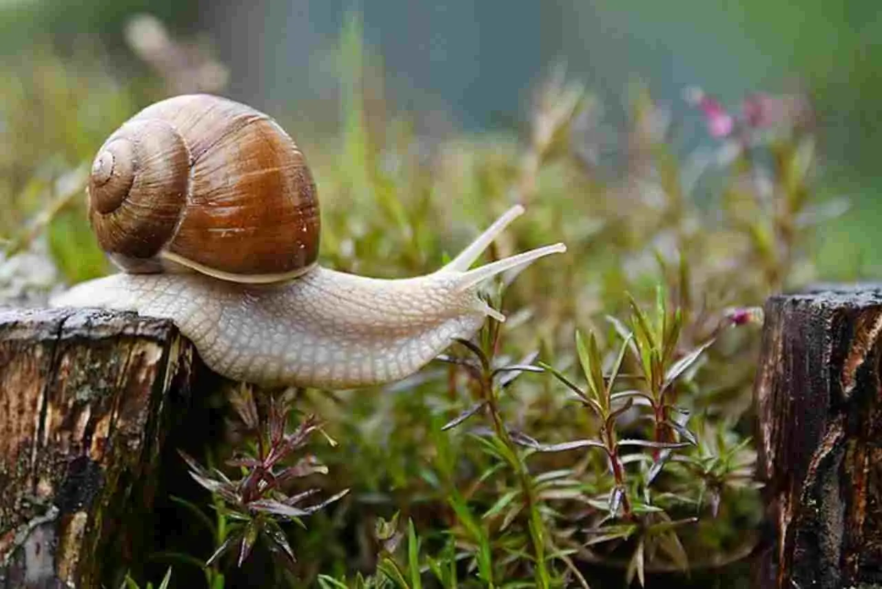 Come proteggere l’orto dalle lumache senza veleni: il metodo naturale raccomandato dagli agronomi Come proteggere l’orto dalle lumache senza veleni: il metodo naturale raccomandato dagli agronomi