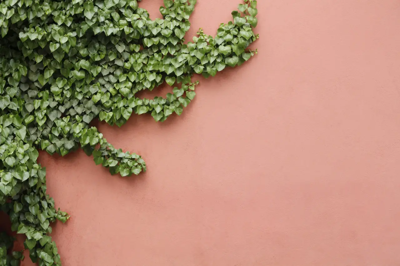 Come prevenire la muffa nei vasi sul balcone: il rimedio naturale dei botanici per l’estate Come prevenire la muffa nei vasi sul balcone: il rimedio naturale dei botanici per l’estate