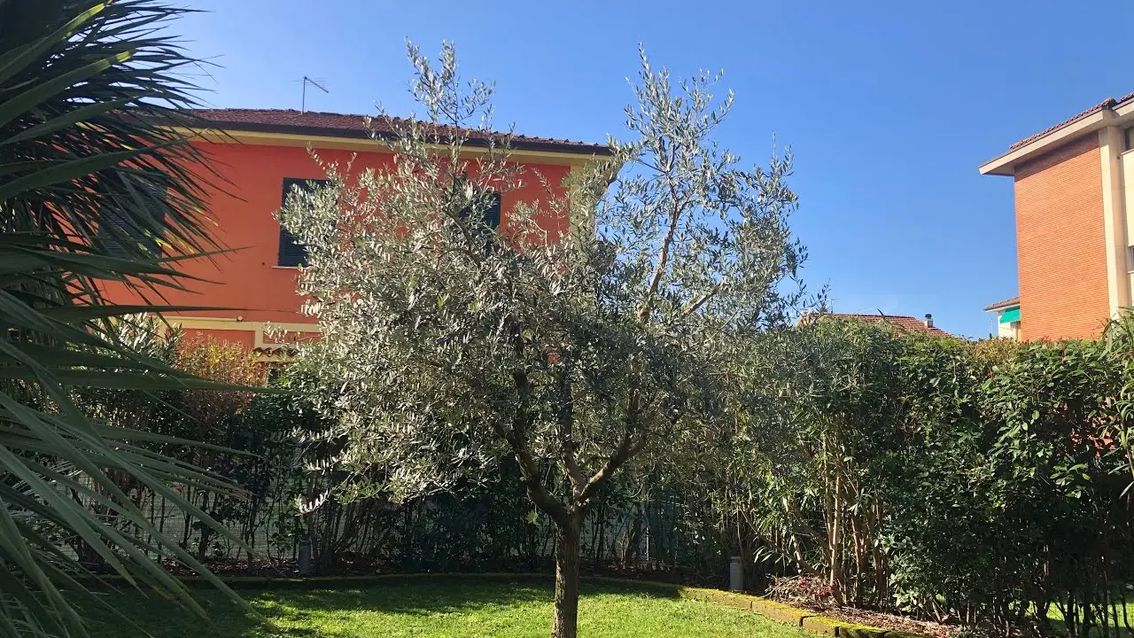 Le varietà di arbusti ideali per una barriera contro il vento: la selezione dei vivaisti Le varietà di arbusti ideali per una barriera contro il vento: la selezione dei vivaisti