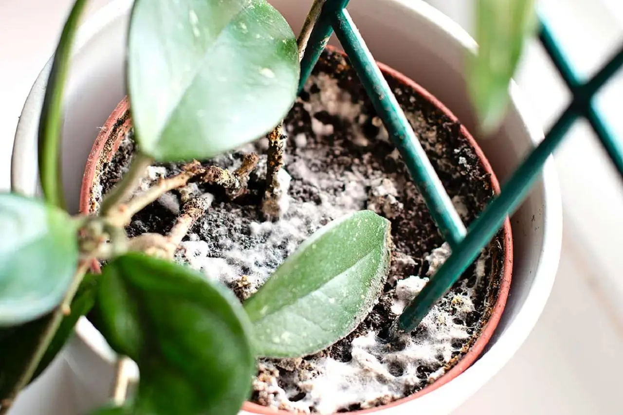 Il trucco naturale per prevenire la muffa nei vasi in estate: la soluzione dei botanici per balconi sani Il trucco naturale per prevenire la muffa nei vasi in estate: la soluzione dei botanici per balconi sani