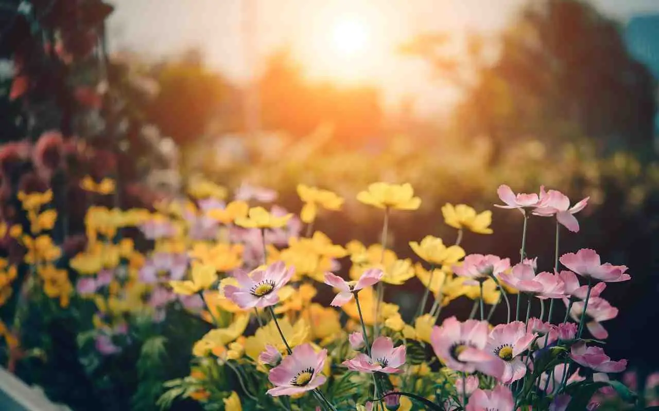 5 fiori notturni che trasformano le serate estive in balcone: quali scegliere subito per profumi unici 5 fiori notturni che trasformano le serate estive in balcone: quali scegliere subito per profumi unici