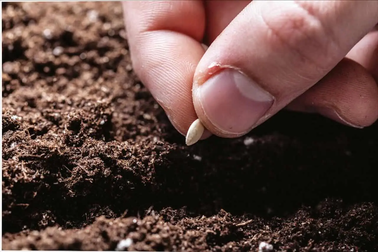 5 ortaggi da seminare a giugno per raccolti rapidi: la guida dell’Accademia Italiana di Agricoltura 5 ortaggi da seminare a giugno per raccolti rapidi: la guida dell’Accademia Italiana di Agricoltura