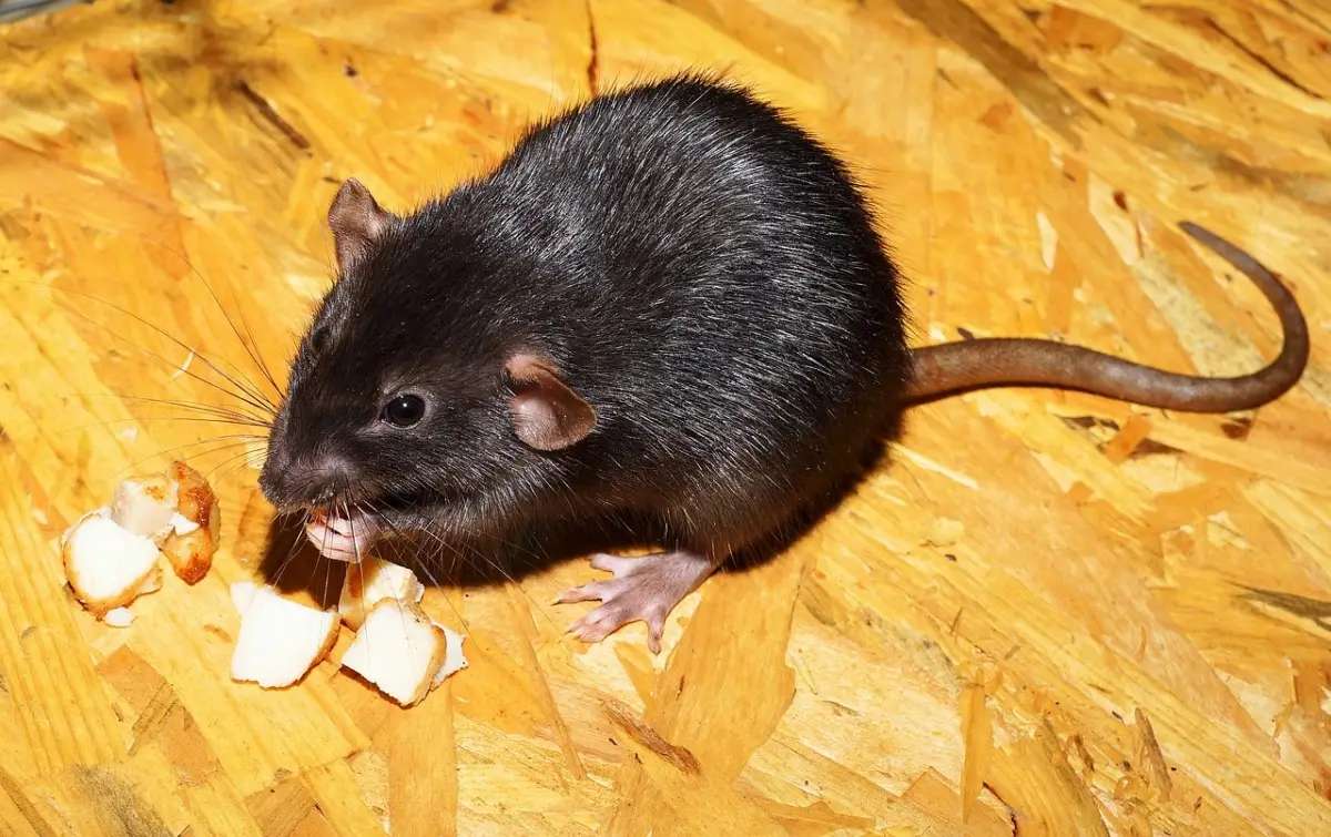 Come allontanare i roditori dalla dispensa: il rimedio naturale consigliato dai biologi Come allontanare i roditori dalla dispensa: il rimedio naturale consigliato dai biologi