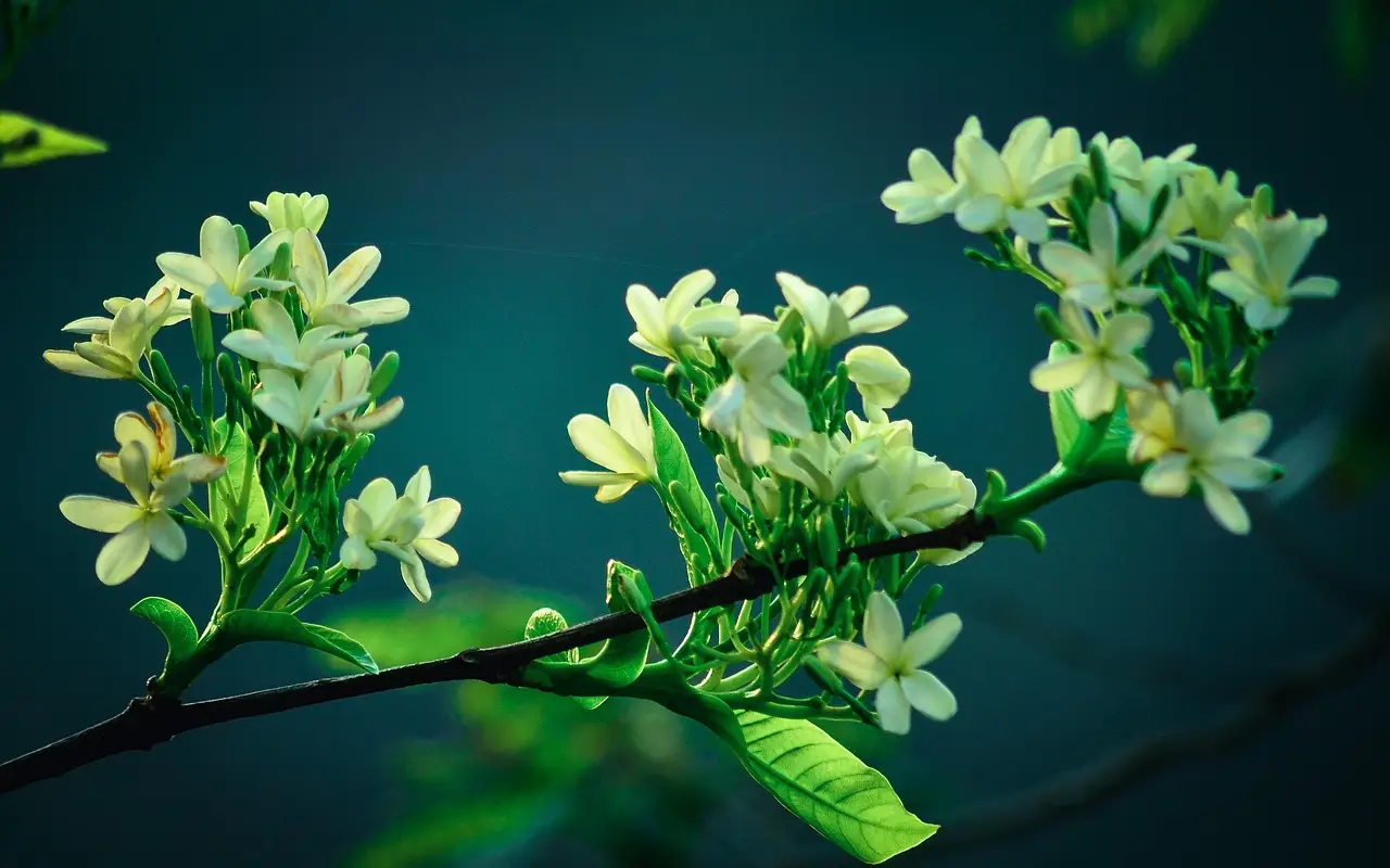 Scopri le varietà di fiori notturni che illuminano il balcone nelle sere di giugno Scopri le varietà di fiori notturni che illuminano il balcone nelle sere di giugno