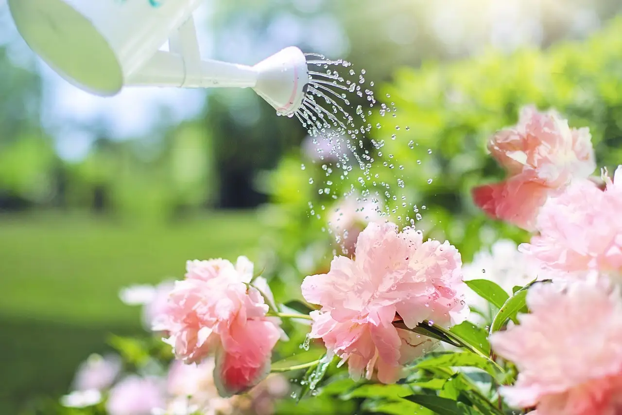 5 trucchi per innaffiare le piante in estate senza sprecare acqua: il metodo dell’agronomo 5 trucchi per innaffiare le piante in estate senza sprecare acqua: il metodo dell’agronomo