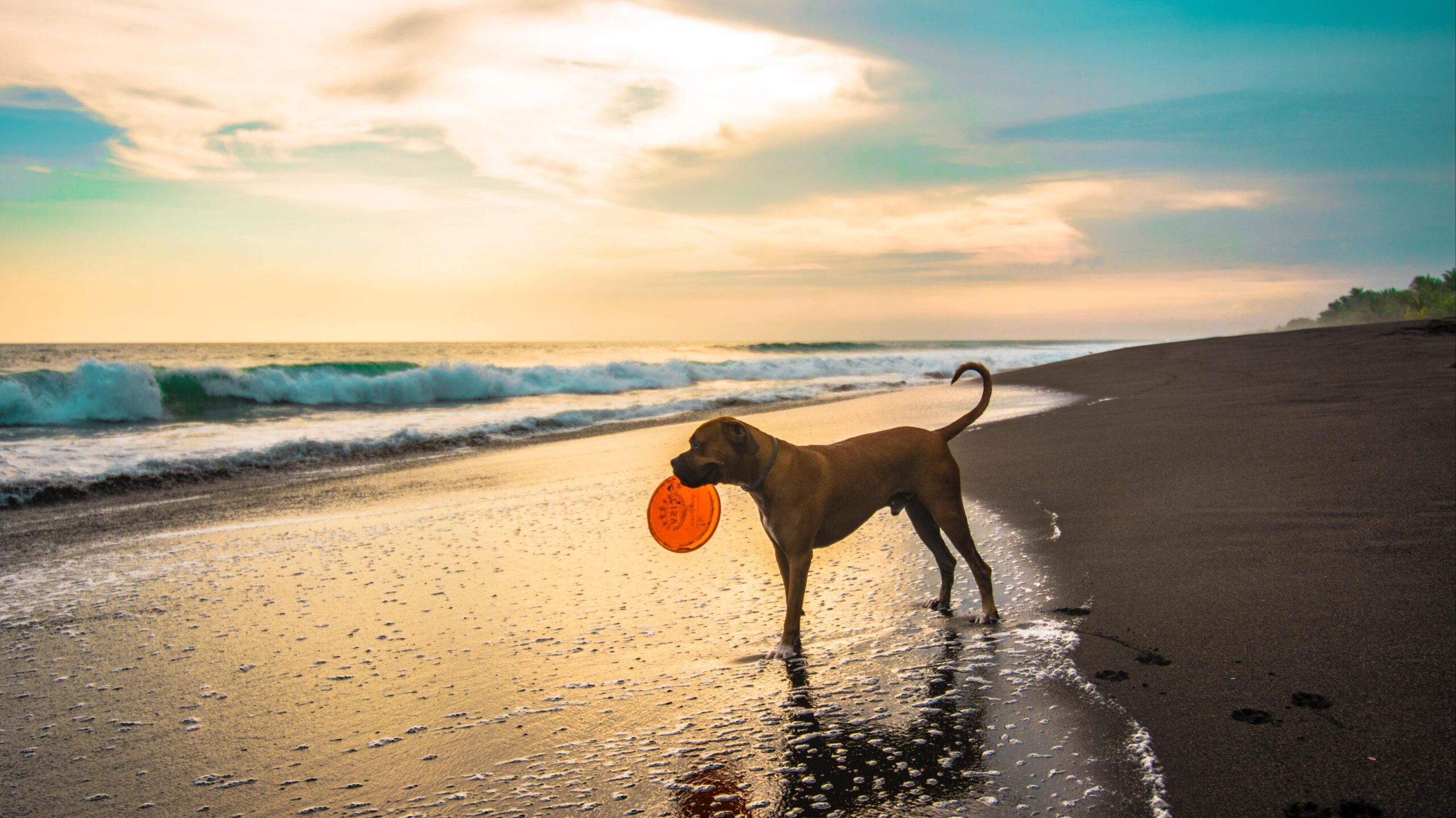 Vacanze in Italia con animali: le regole aggiornate da conoscere ora Vacanze in Italia con animali: le regole aggiornate da conoscere ora